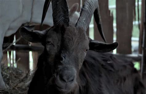The witch movie goat scene